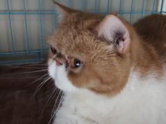 -瑞鹏宠物医院·骨科·猫科·内科(第一中心)