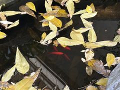 -谷咖啡·鲜花绿植花园餐厅