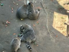 -西霞口神雕山野生动物世界