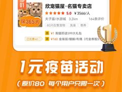 -欣宠猫屋·矮脚拿破仑·蓝金金渐层