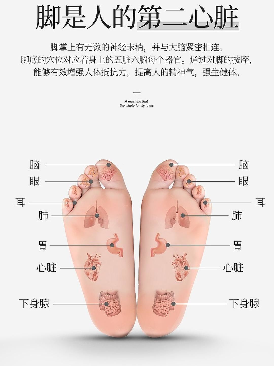 促进血液循环.足底按摩可以刺激足底下的血