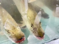 -煲来饱去冷水鱼
