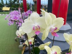 -兰陵国家农业公园