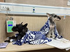 -北京观赏动物医院·24小时大型综合·猫专科·异宠专科