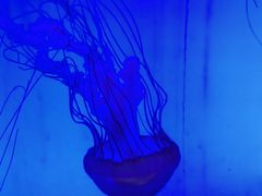 -上海海洋水族馆