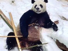 -栾川竹海野生动物园
