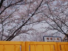 -武汉大学-樱园