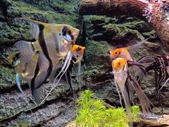 -上海海洋水族馆