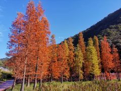 -广州市石门国家森林公园