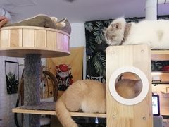 -平行世界·猫咖(首经贸店)