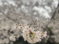 -武汉大学-樱园