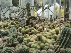 -深圳仙湖植物园