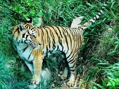 -泉州海丝野生动物世界