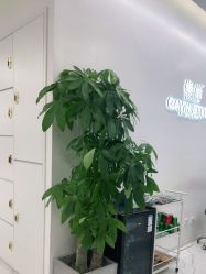 -崇尚GAVIN STYLE臻选