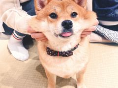 -逗柴咖啡屋·狗咖猫咖宠物桌游