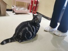 -藏猫猫咖啡主题馆(中央大道店)