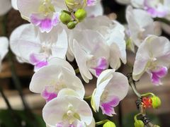 -双季花艺园艺市场(浦东店)