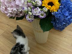 -溪岸路花鸟市场