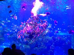 -芜湖新华联大白鲸海洋公园