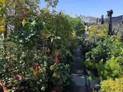 -龙大花卉苗木市场