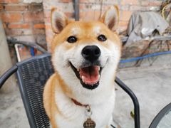 -柴犬高等学院·狗咖·柴犬售卖·宠物训练