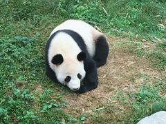 -都江堰中华大熊猫苑