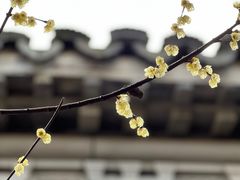 -黎里古镇