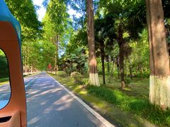 -黄海国家森林公园