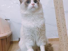 -伟伟宠物医院·CT影像中心·瑞派犬猫综合性门诊(汉口总院)