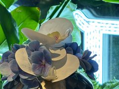 -鉴川·川菜传承(星汇两江店)