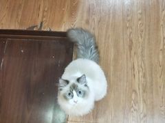 -李小姐の猫咖啡馆(五角场店)