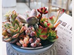 -鹿岛会员店 (龙湖三千集天街店)