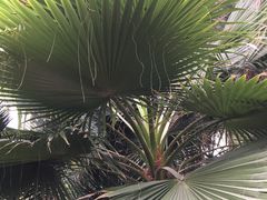 -石家庄市植物园