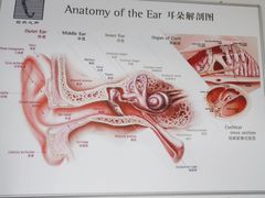 -自然之声助听器·呼吸机(公园路店)