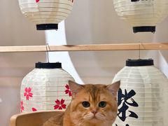 -柴迷FANS CLUB·柴犬狗咖·猫咖