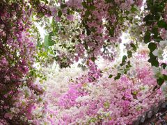 -深圳国际园林花卉博览园