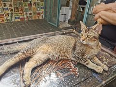 -喵屿·大理花园猫咖