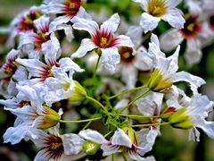 -鹫峰国家森林公园