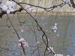 -桃花堤公园