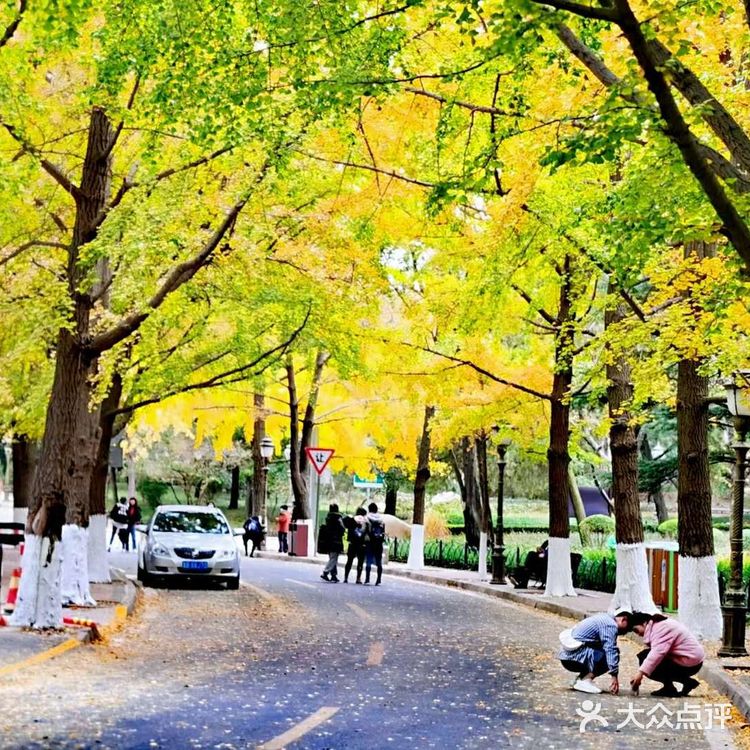 最美青岛🍁不一样的八大关秋景