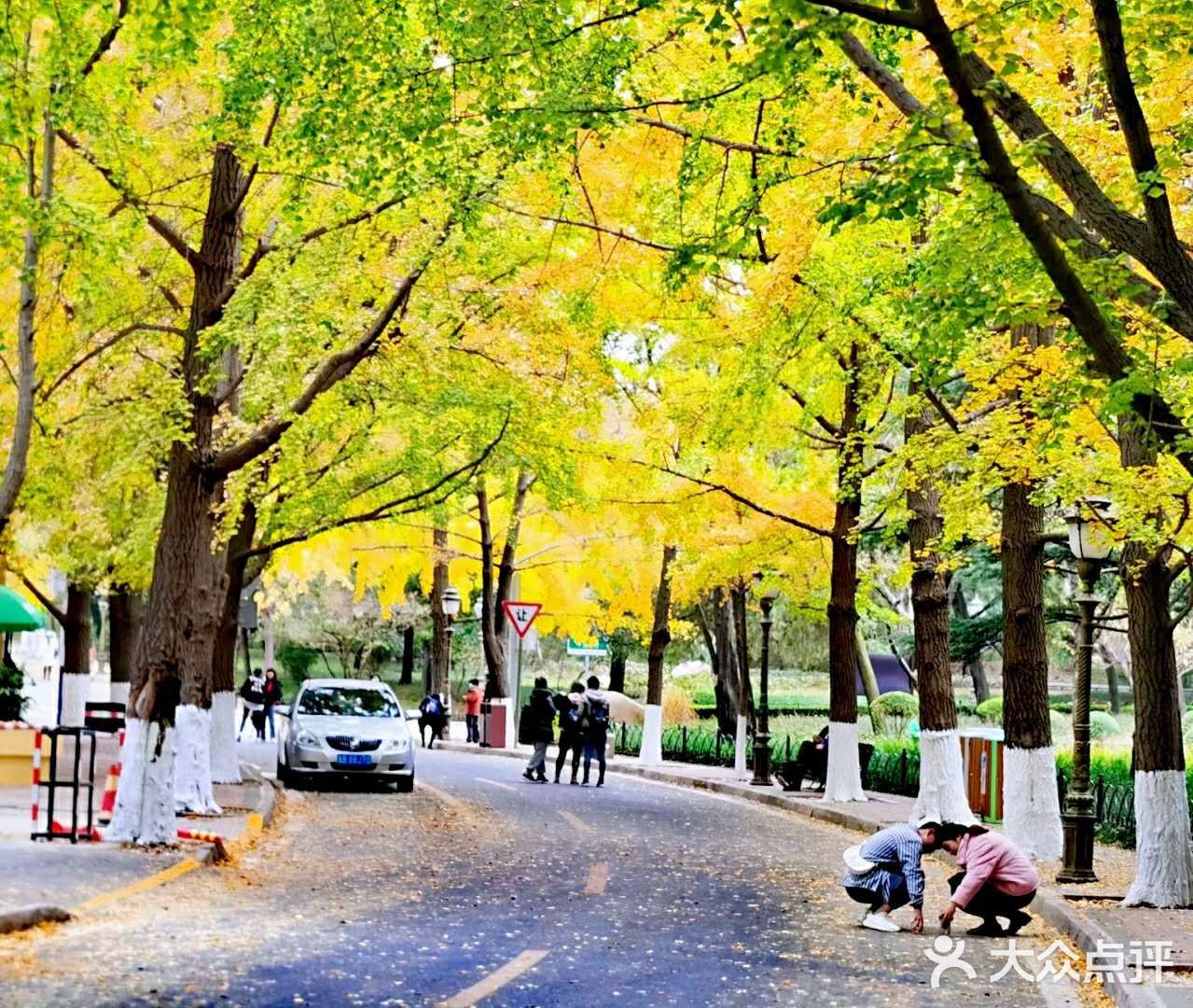 最美青岛🍁不一样的八大关秋景