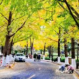 最美青岛🍁不一样的八大关秋景