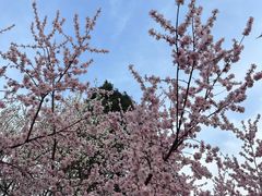 -桃花堤公园