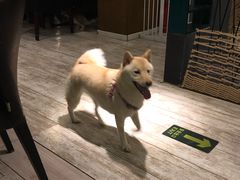 -百好乐宠物友好餐厅(朝外大街店)