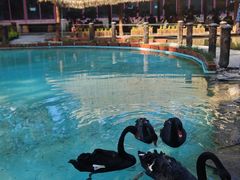 -大鹅岛绿色生态美食园