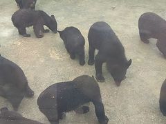 -东方熊牧场