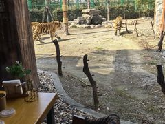 -上海野生动物园老虎餐厅