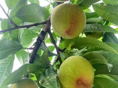 -老袁家蜜桃农场·阳山水蜜桃