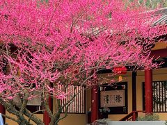 -庐山风景名胜区-东林大佛