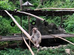-西双版纳原始森林公园